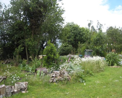 garden-design-company_wildlife garden (3)