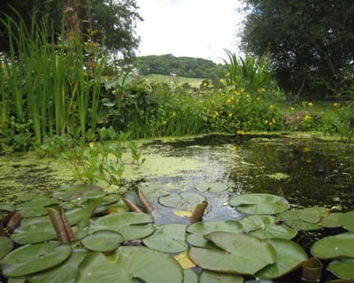 garden-design-company_wildlife garden (5)