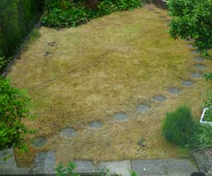 Micro-meadow-before
