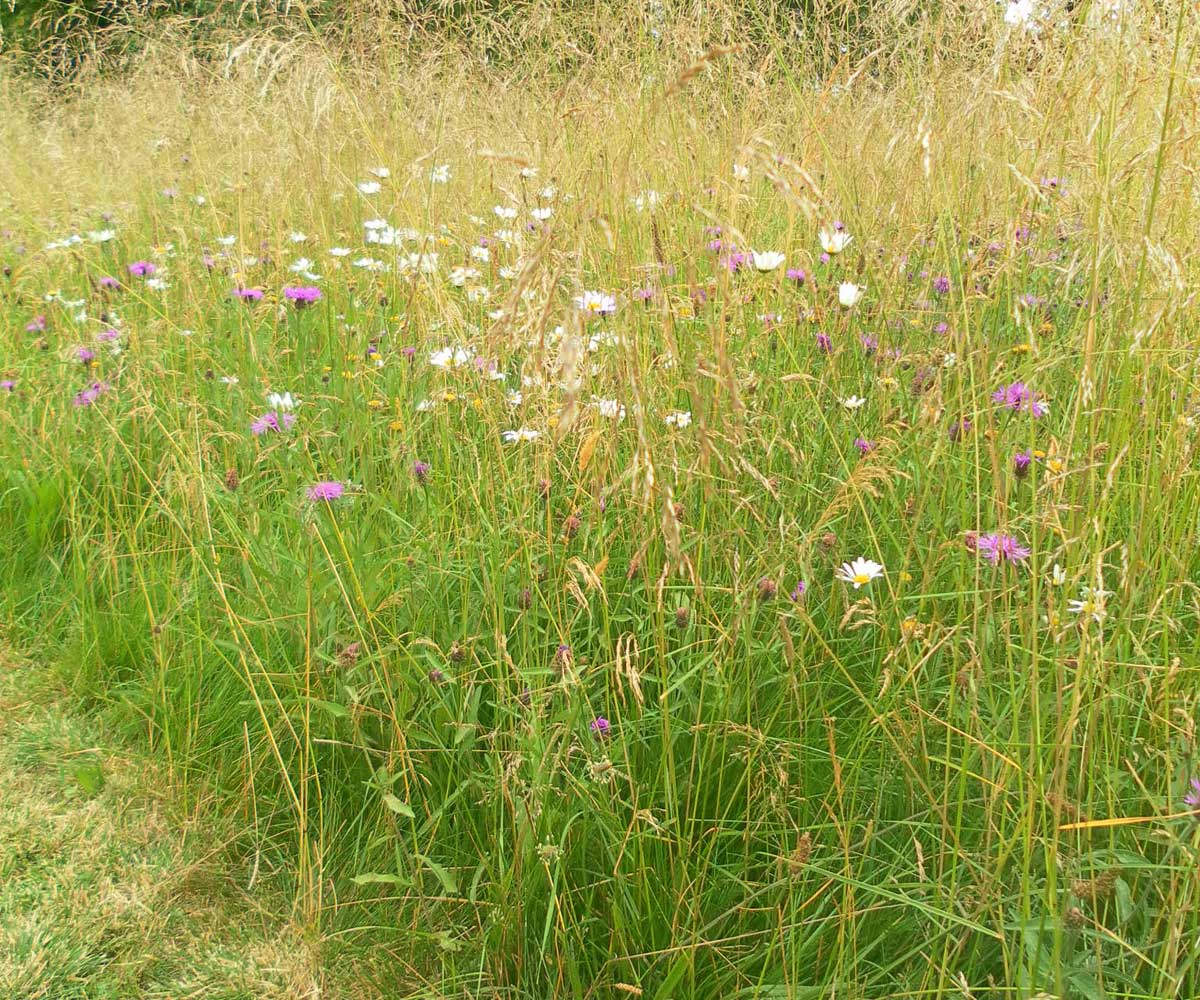 Water Meadow