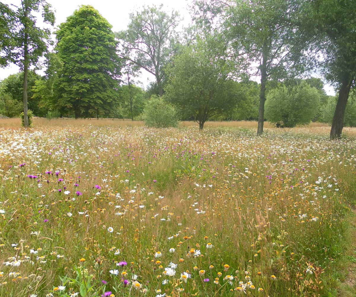 Water Meadow