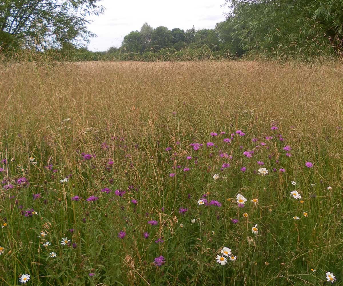 Water Meadow