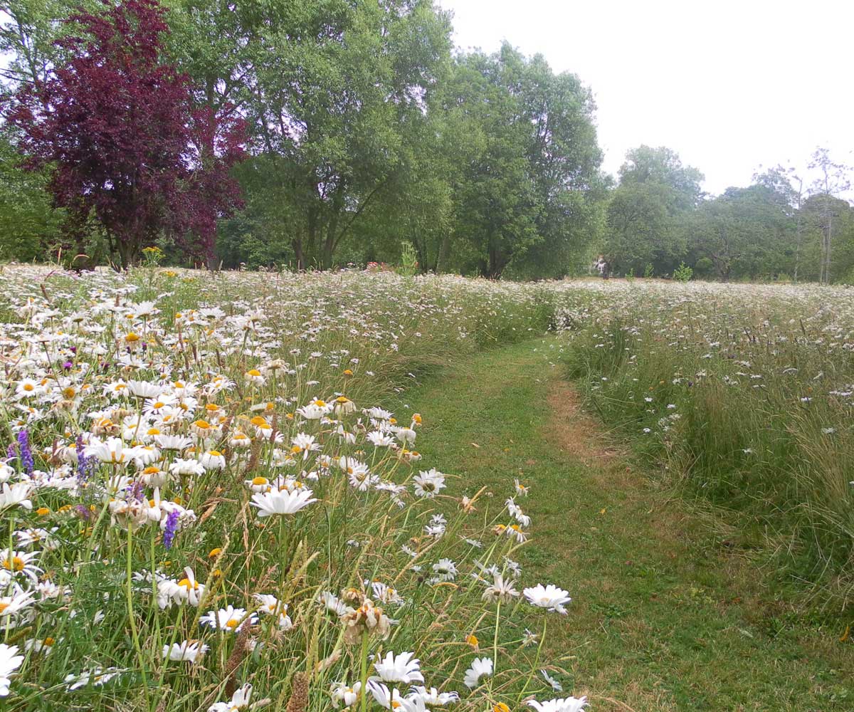 Water Meadow