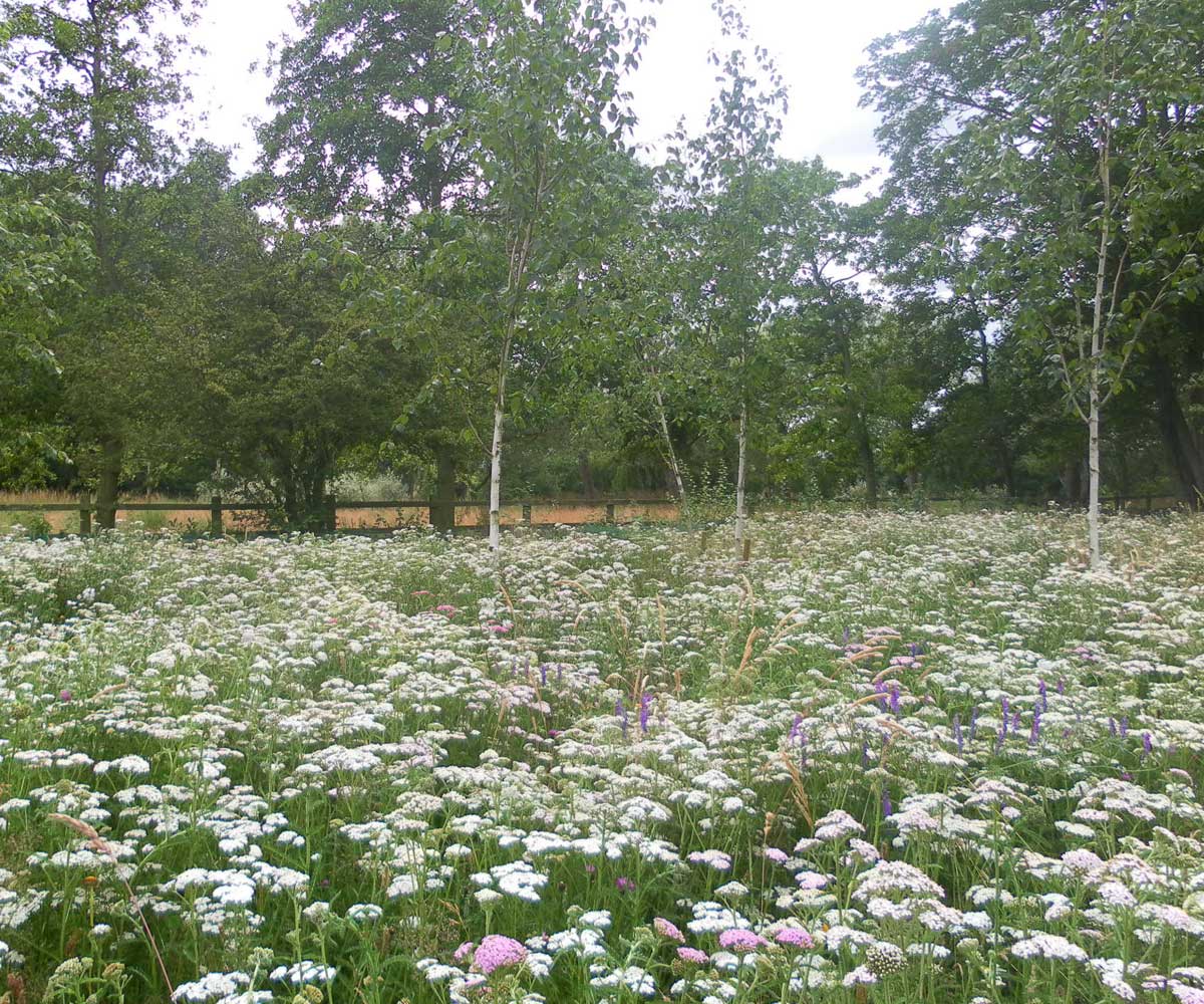 Water Meadow