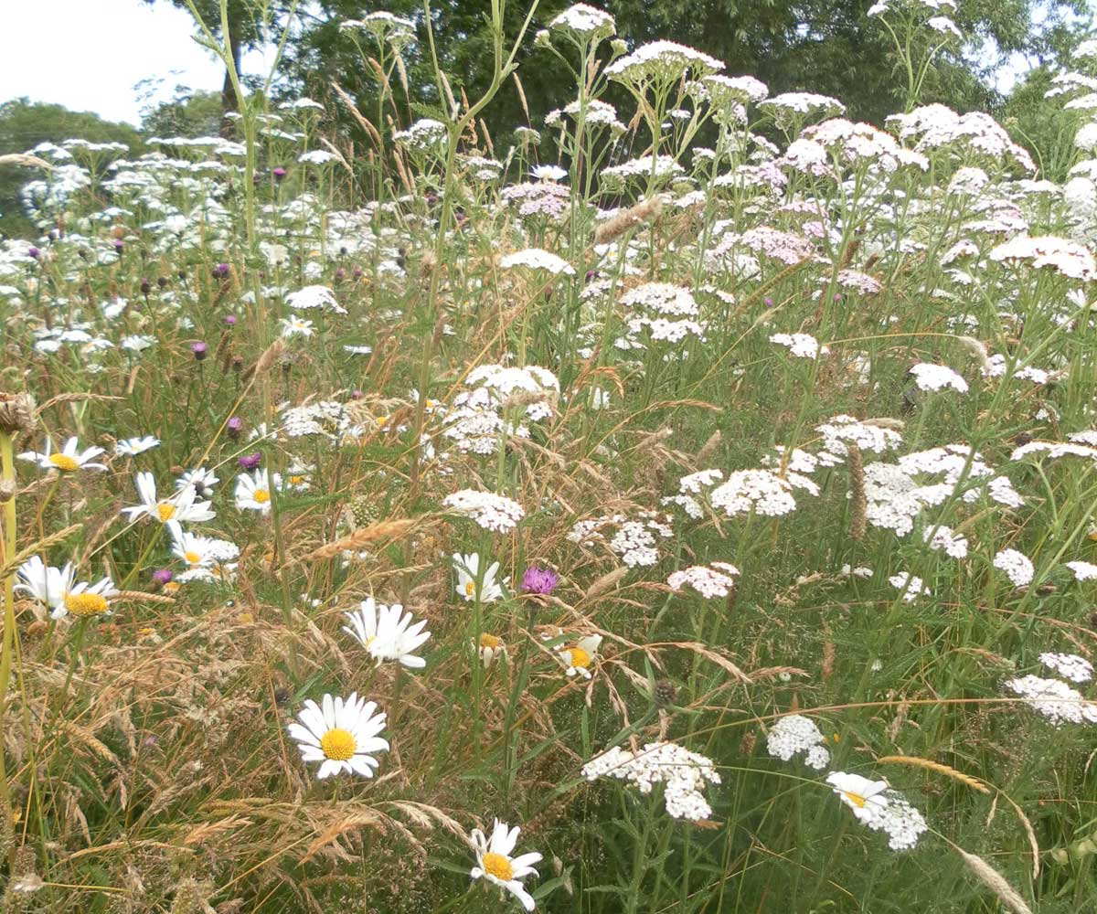 Water Meadow